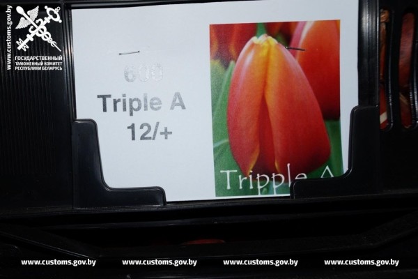 Брестские таможенники установили два факта незаконного ввоза в Беларусь луковиц тюльпанов