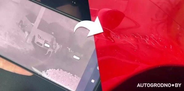 Собаки погрызли автомобиль девушки из Гродно Собаки погрызли автомобиль девушки из Гродно