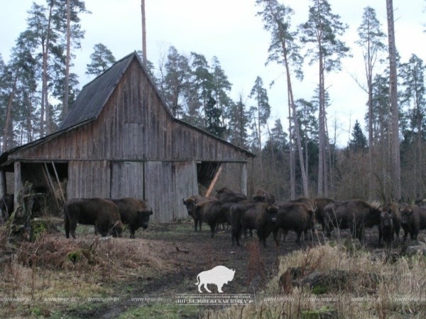 Почти все беловежские зубры вышли из лесных массивов Почти все беловежские зубры вышли из лесных массивов