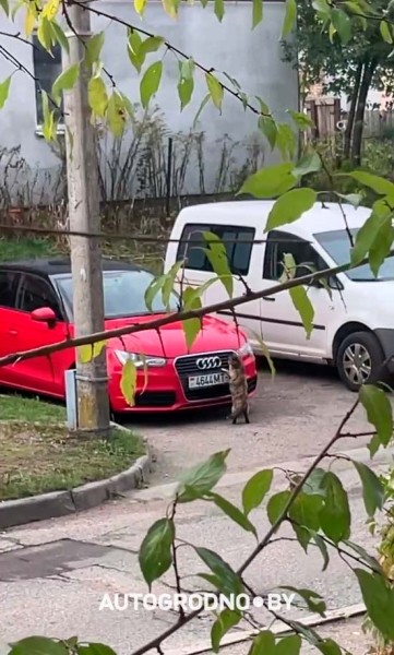 Собаки погрызли автомобиль девушки из Гродно Собаки погрызли автомобиль девушки из Гродно
