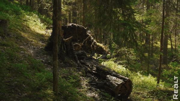 Вложили 30 тыс. долларов. История превращения 100-летнего дома в белорусской Швейцарии в родовое гнездо Вложили 30 тыс. долларов. История превращения 100-летнего дома в белорусской Швейцарии в родовое гнездо