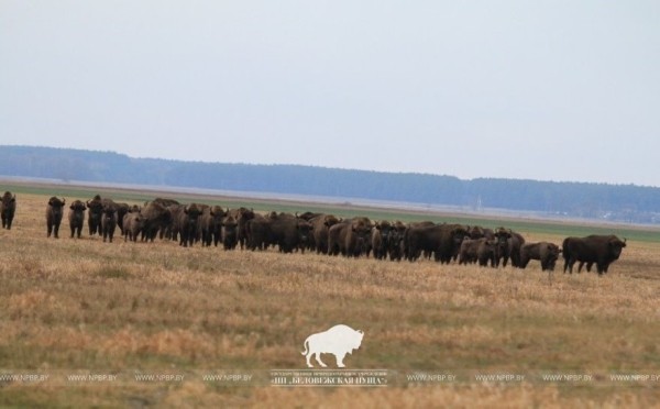 Почти все беловежские зубры вышли из лесных массивов Почти все беловежские зубры вышли из лесных массивов