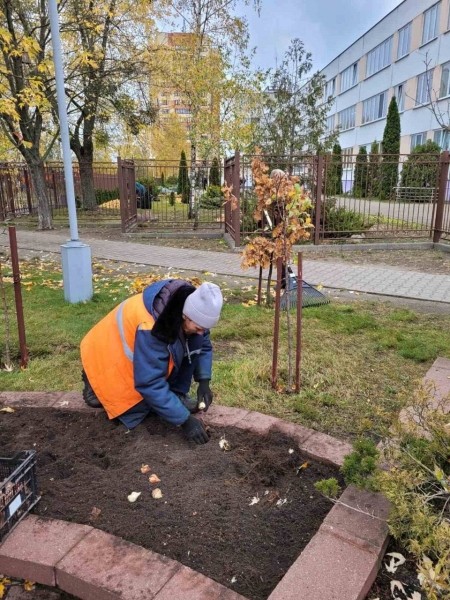 В Бресте будет высажено 50 тысяч тюльпанов
