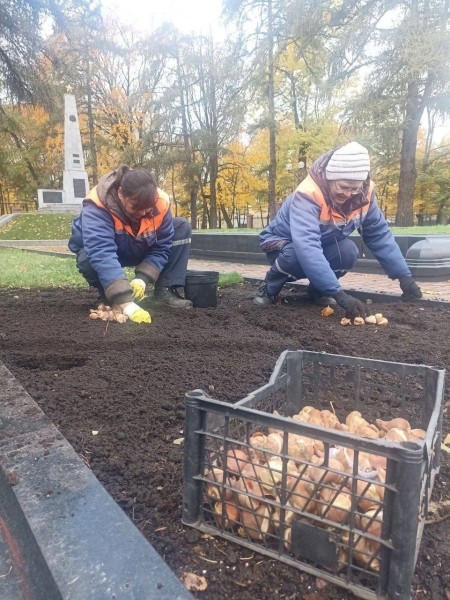 В Бресте будет высажено 50 тысяч тюльпанов