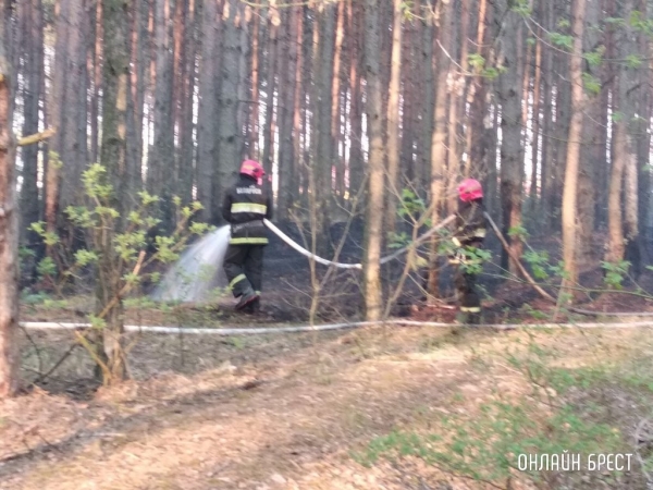 Самым пожароопасным регионом Беларуси является Брестская область Самым пожароопасным регионом Беларуси является Брестская область